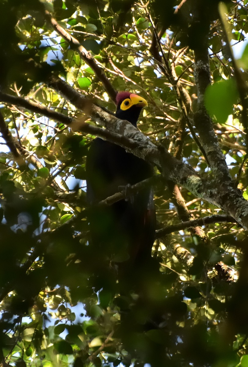 Ross's Turaco - ML384768401