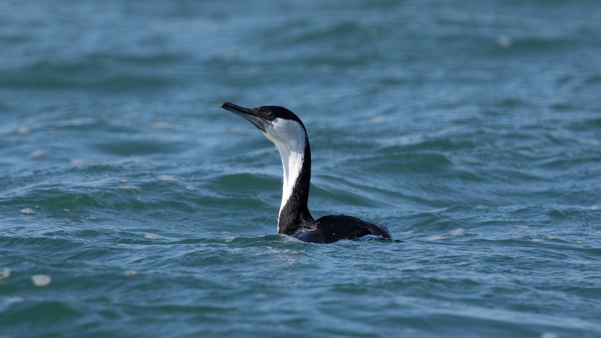 Black-faced Cormorant - ML384769551