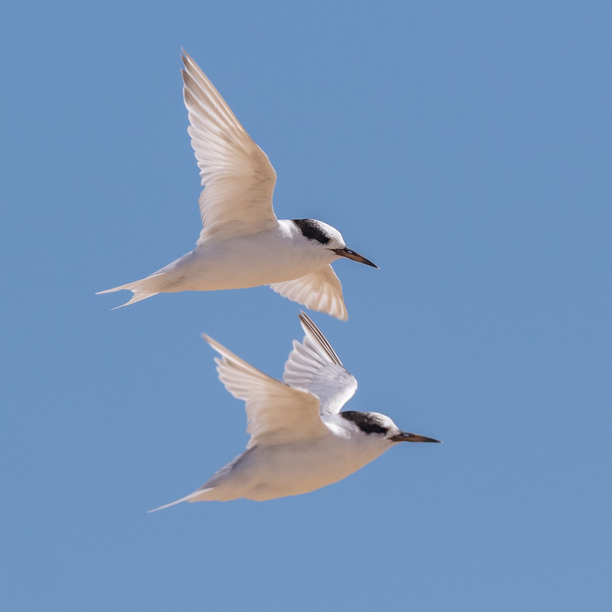 Australian Fairy Tern - ML384769601