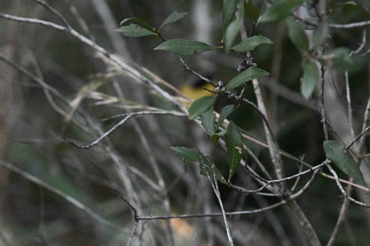 Common Yellowthroat - barbara segal
