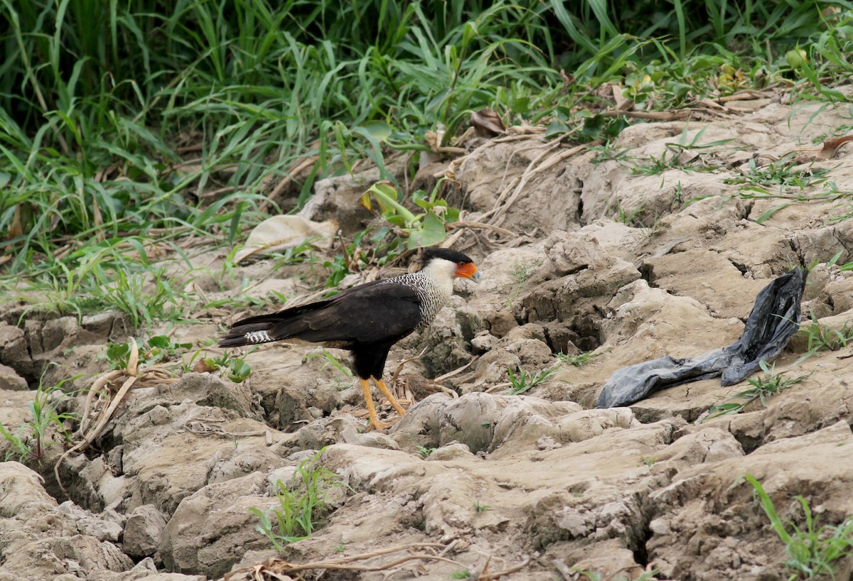 Caracara huppé (cheriway) - ML38476981