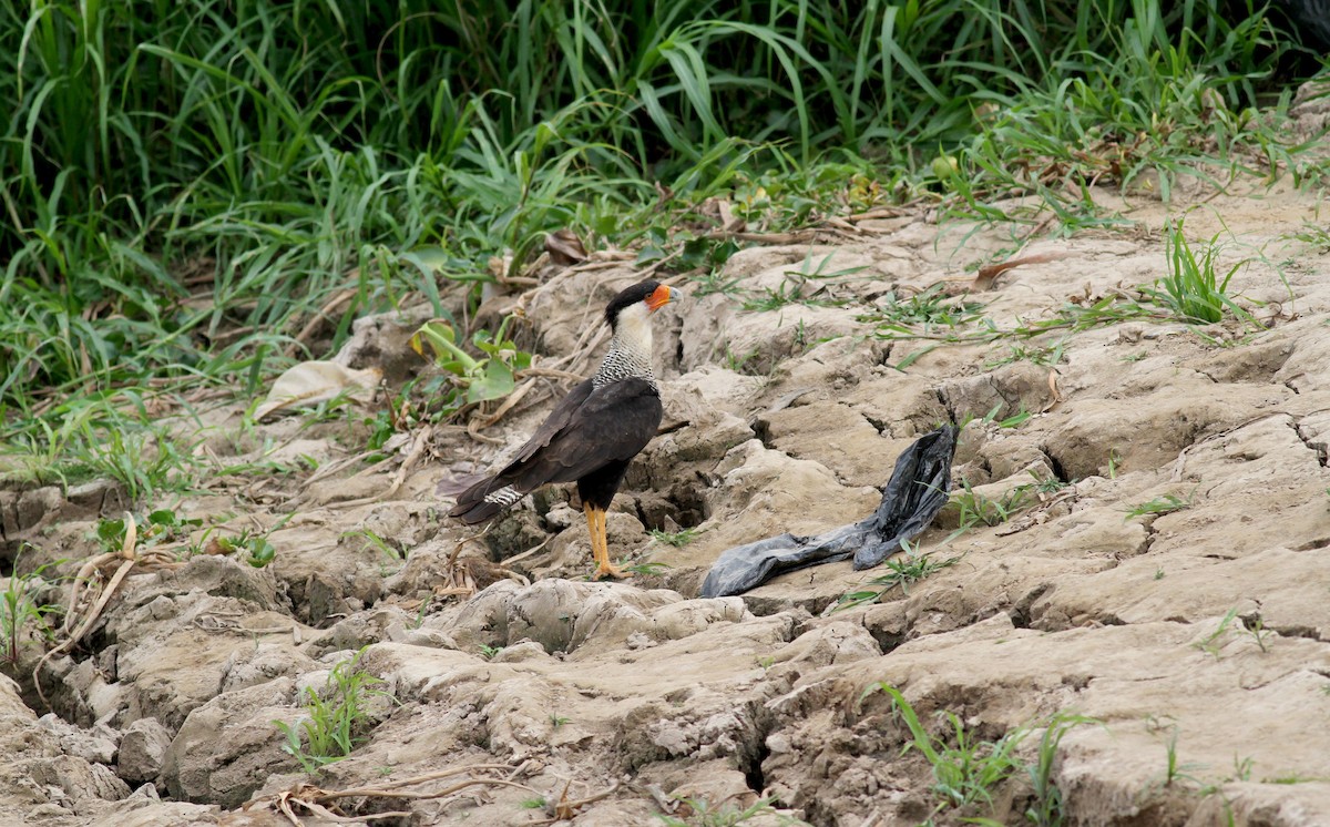 Caracara huppé (cheriway) - ML38477011