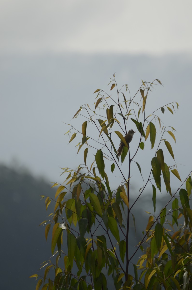 Thick-billed Warbler - ML384770691