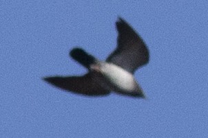 Rock Pigeon (Feral Pigeon) - ML384772011