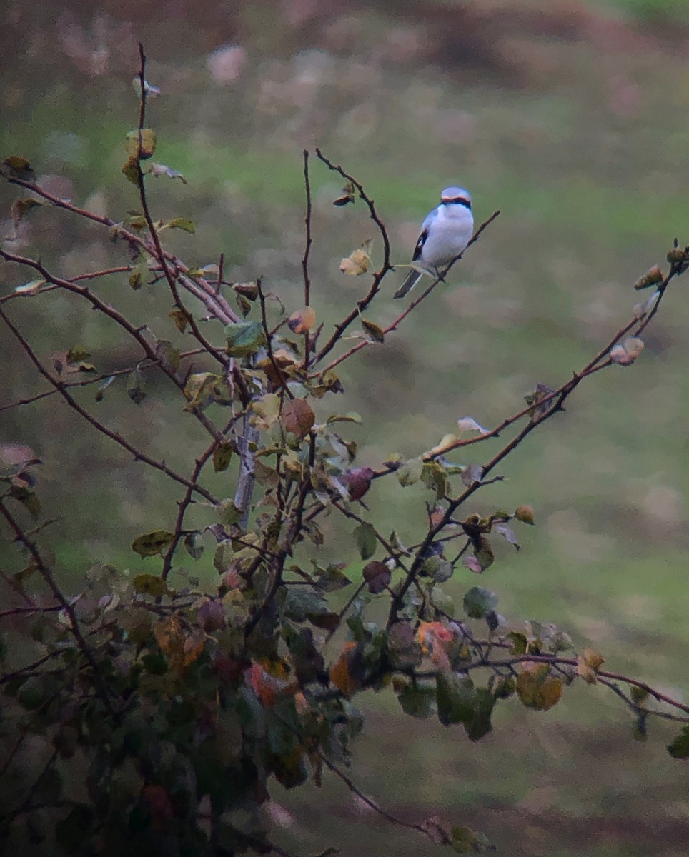 Great Gray Shrike - ML384774261