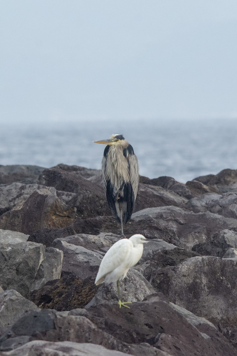 Большая голубая цапля - ML384774361