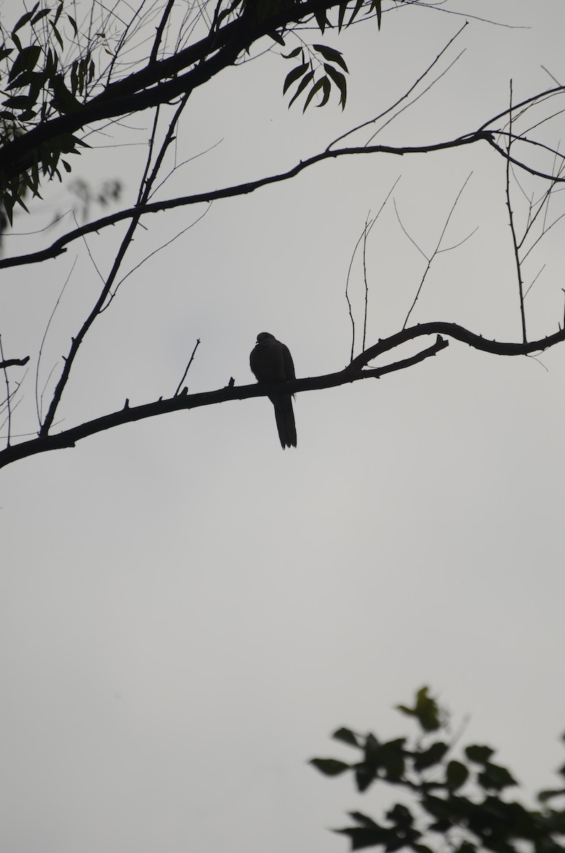 Spotted Dove - ML384776721