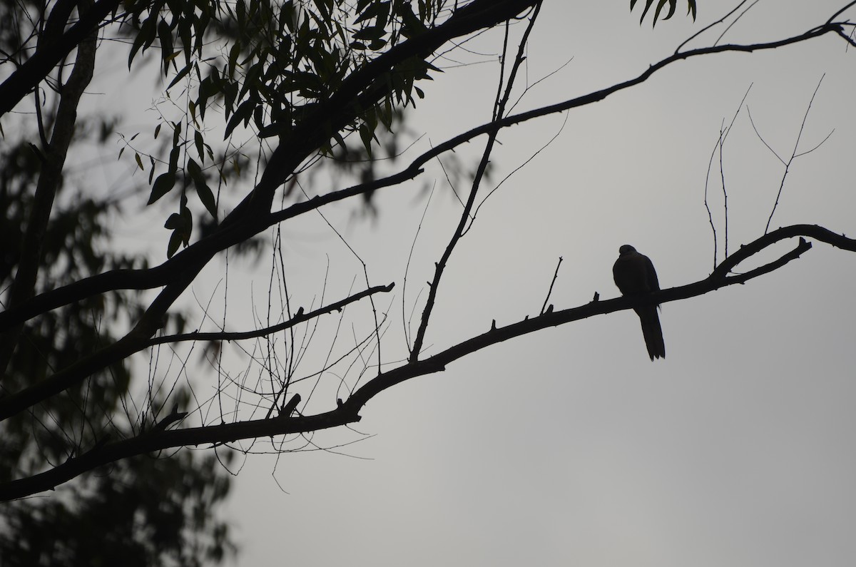 珠頸斑鳩 - ML384776731