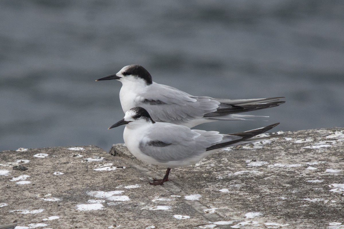 Речная крачка - ML384777341