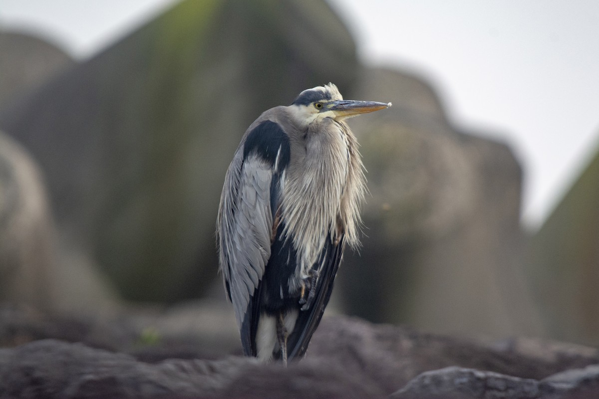 Большая голубая цапля - ML384778351