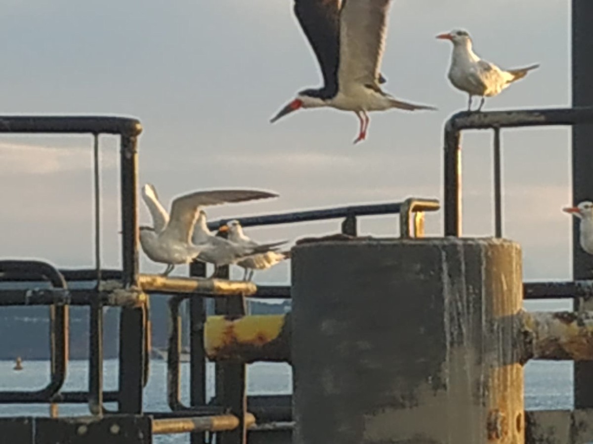 Black Skimmer - ML384778531