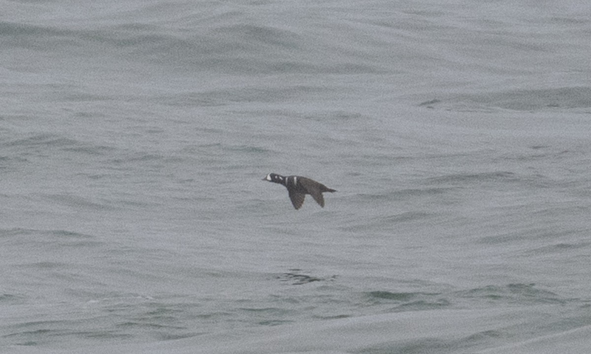 Harlequin Duck - ML384780081