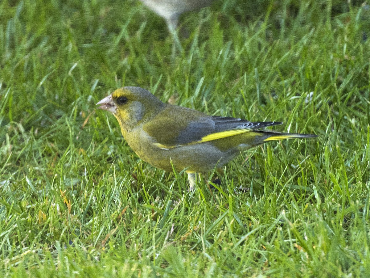 European Greenfinch - Bob Martinka