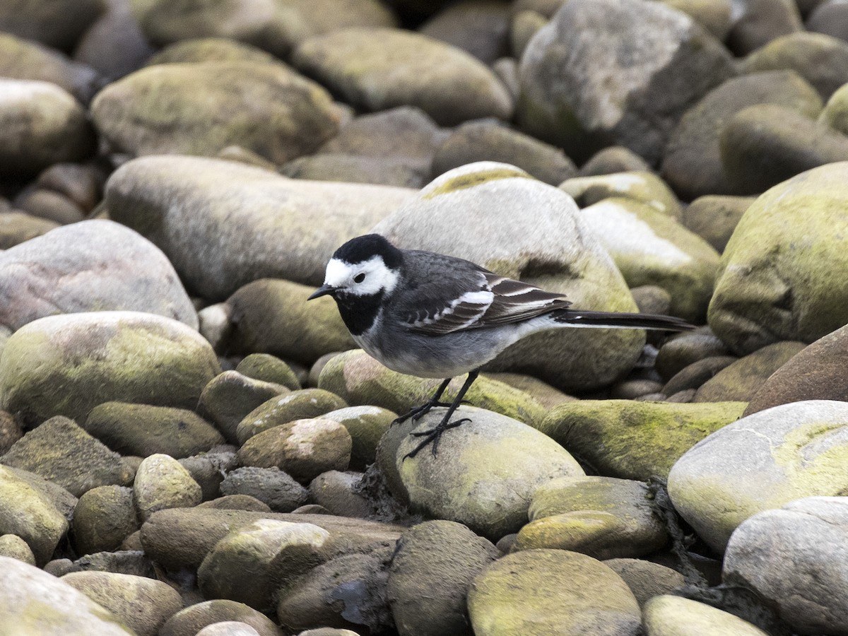 White Wagtail - Bob Martinka