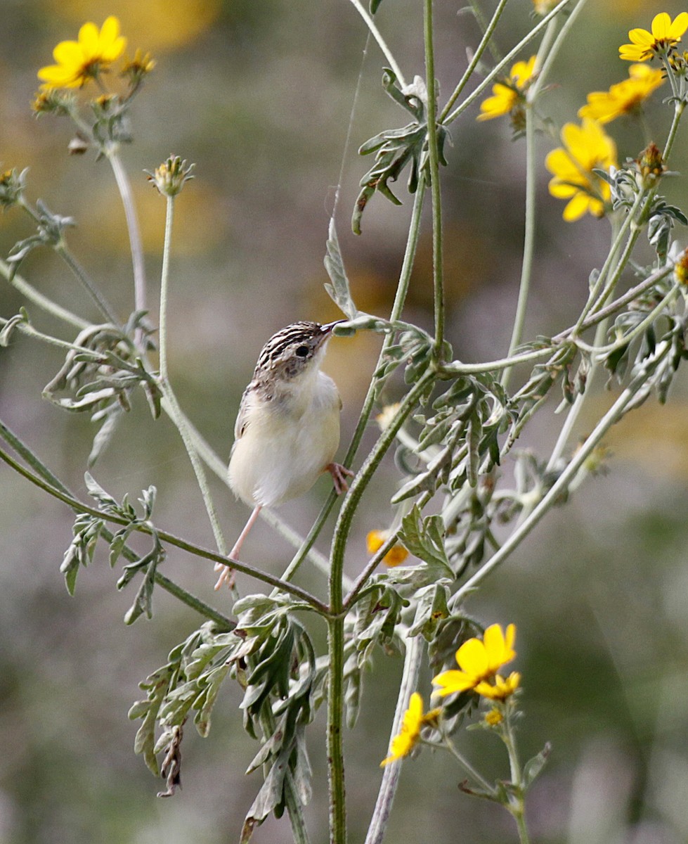 Pectoral-patch Cisticola - Peter Candido