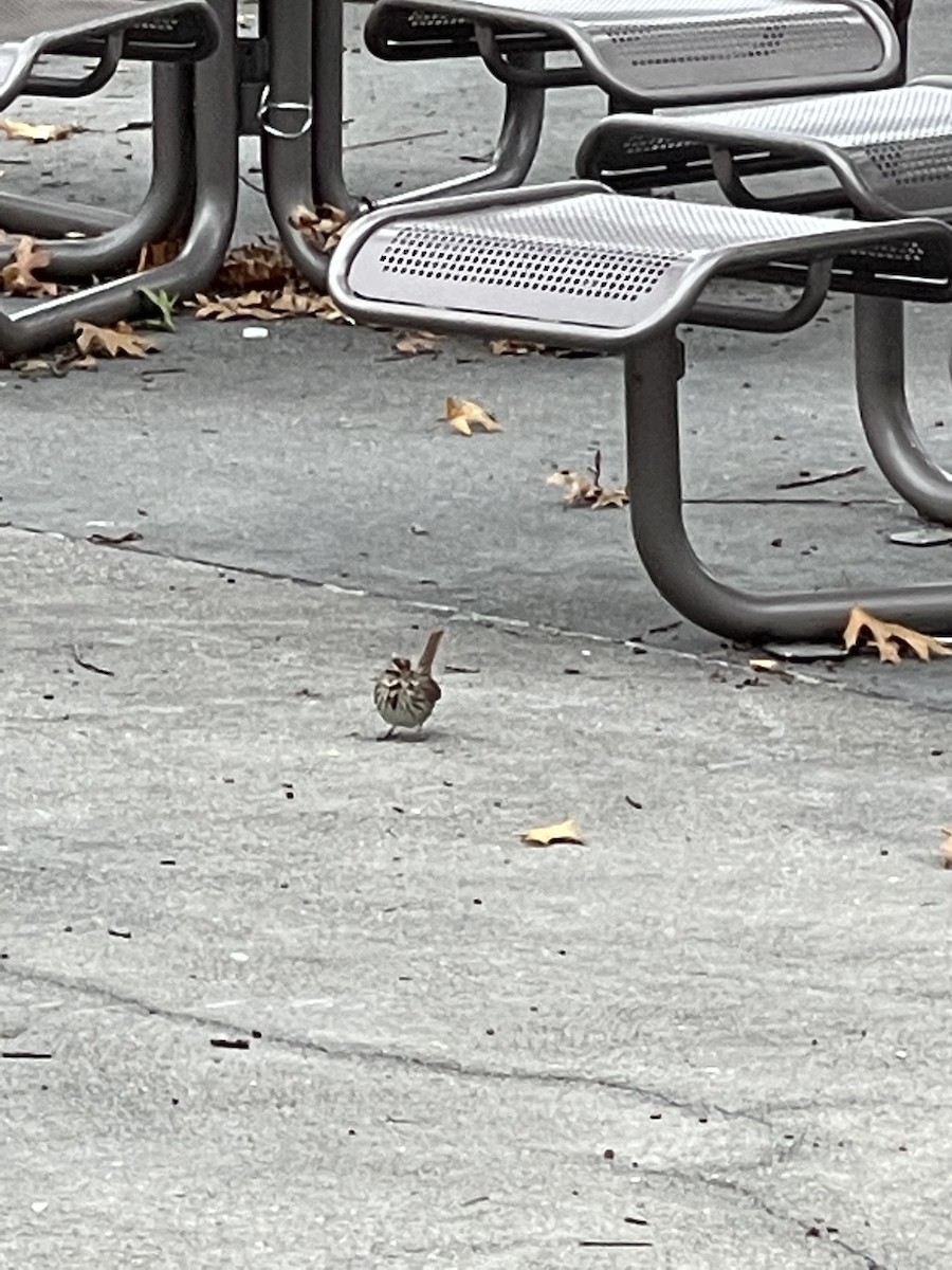 Song Sparrow - Marcella Durand