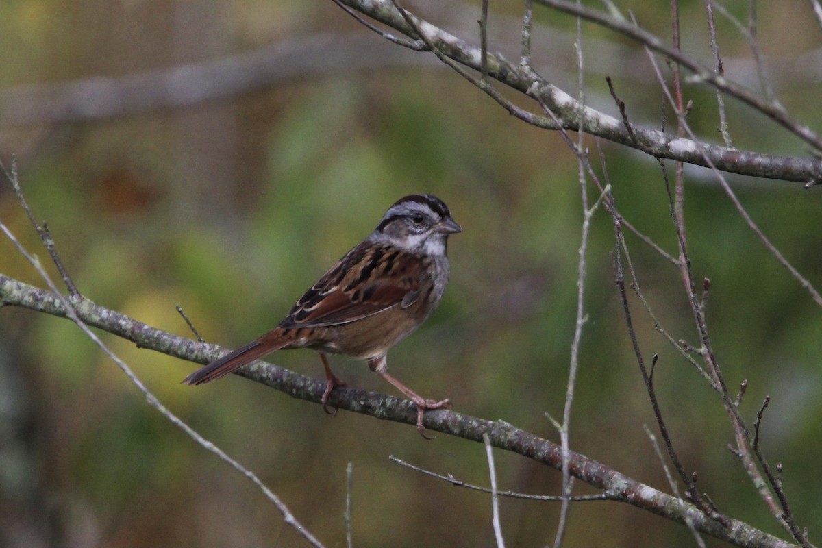 Swamp Sparrow - ML384782611