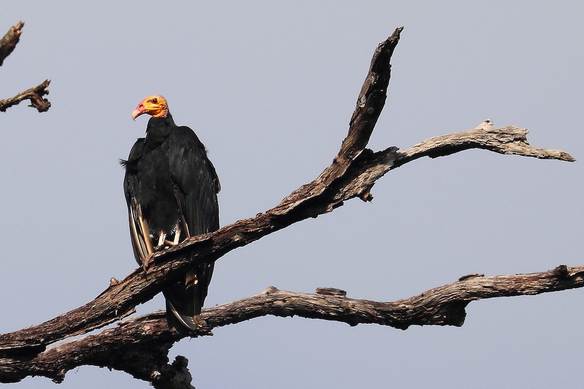 Lesser Yellow-headed Vulture - ML384783431