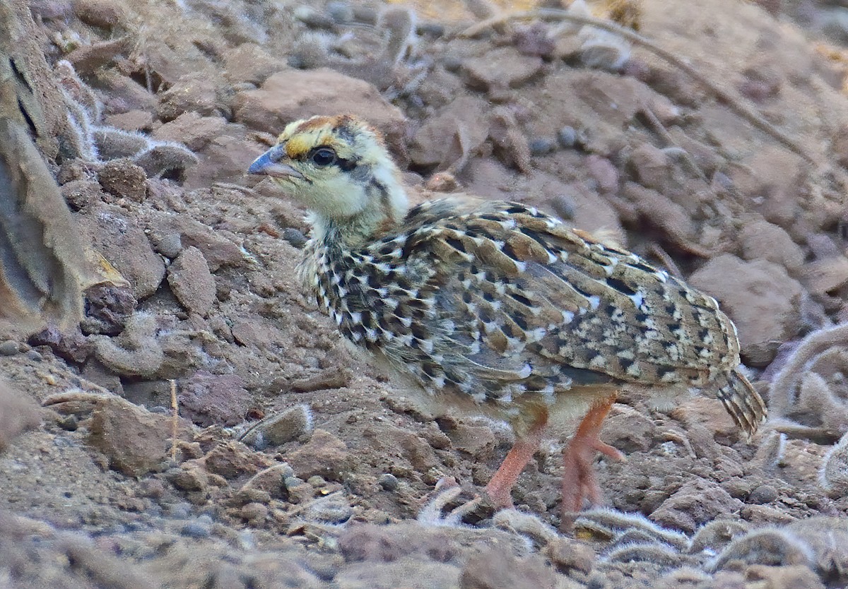 Hildebrandt's Spurfowl - Ad Konings