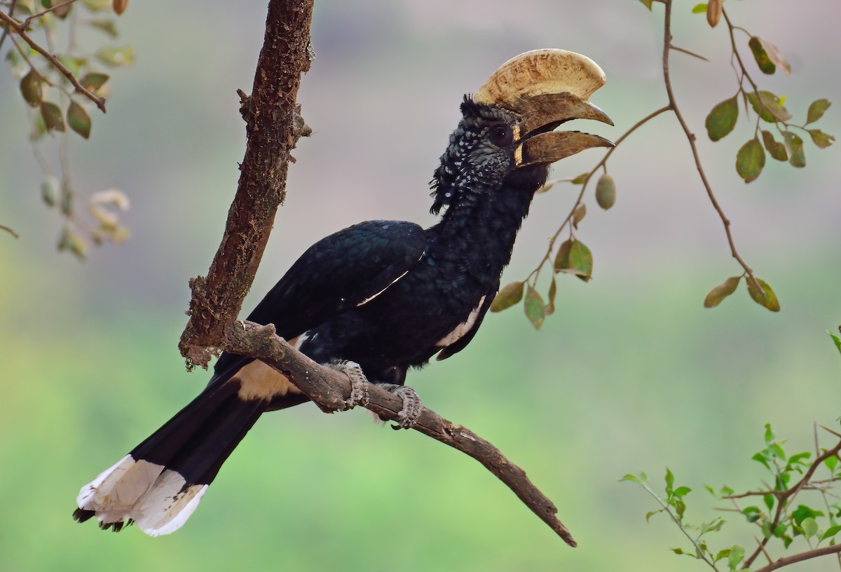 Silvery-cheeked Hornbill - ML384784541