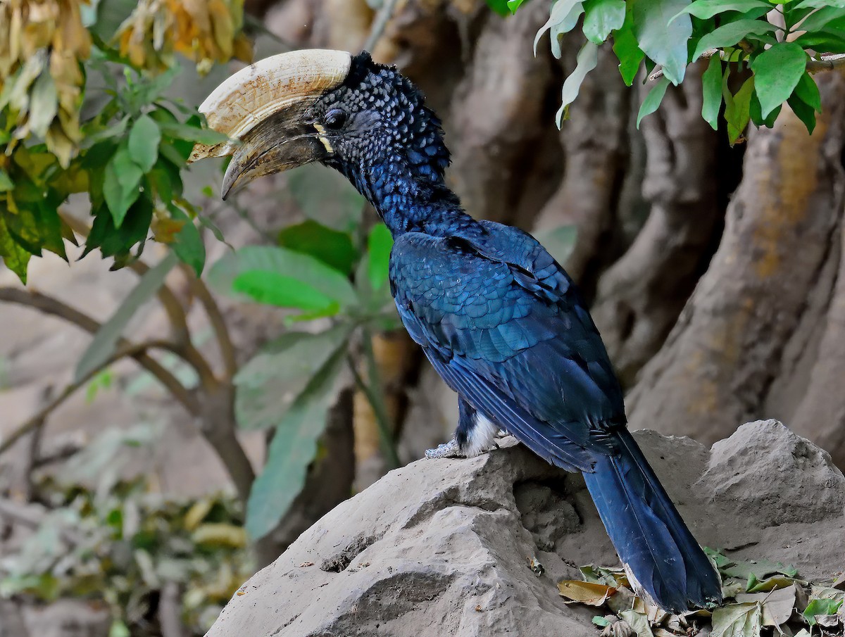 Silvery-cheeked Hornbill - ML384784581