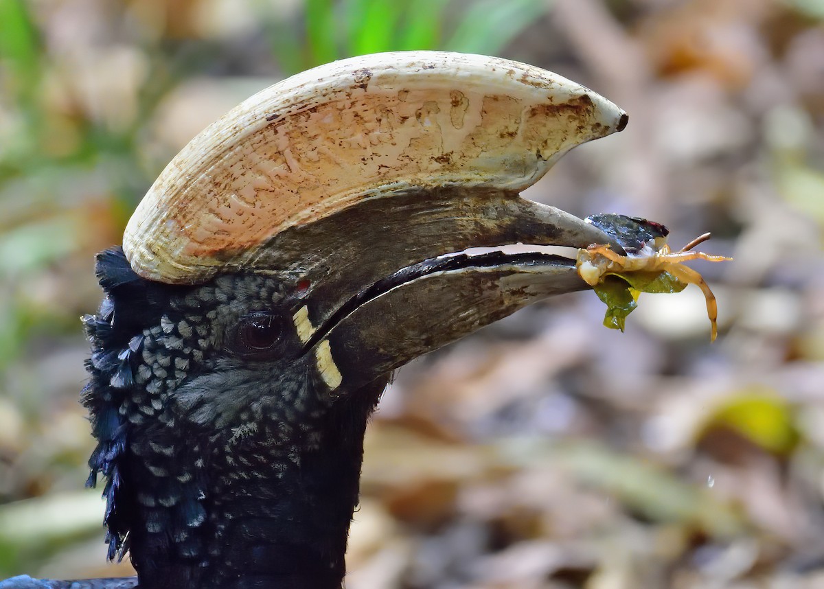 Silvery-cheeked Hornbill - ML384784621