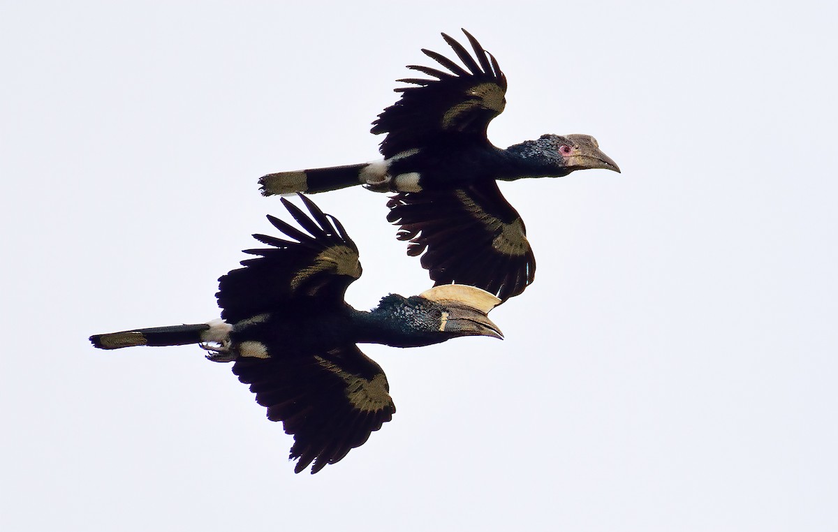 Silvery-cheeked Hornbill - ML384784641