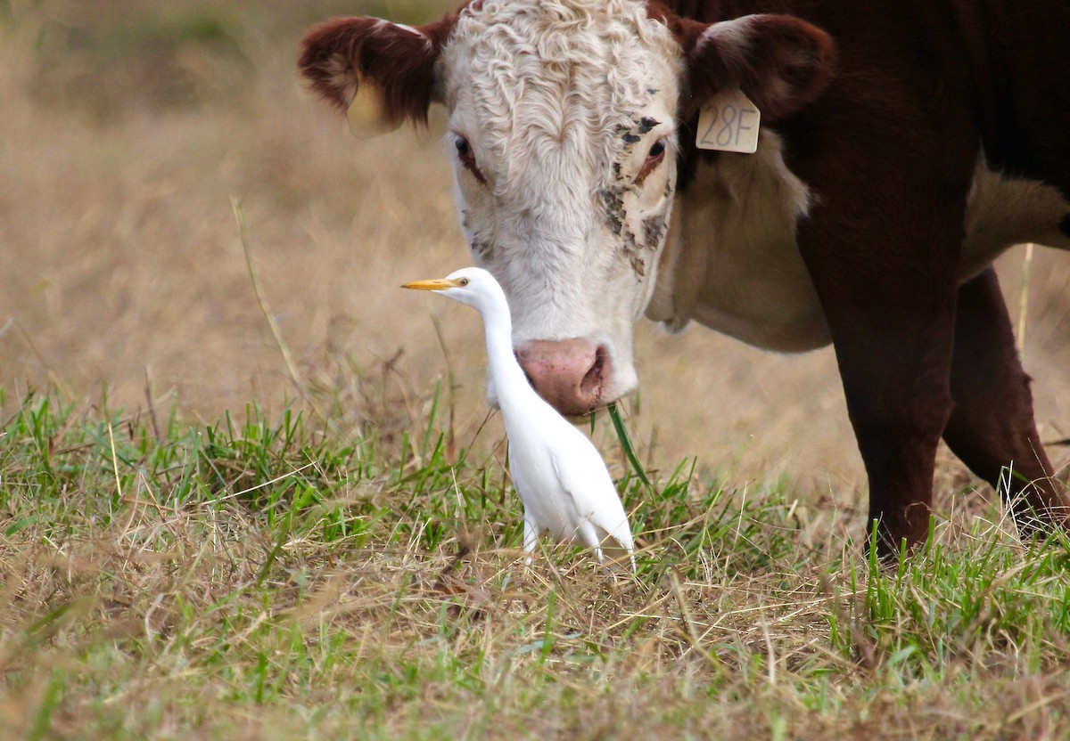 Western Cattle-Egret - ML384784751