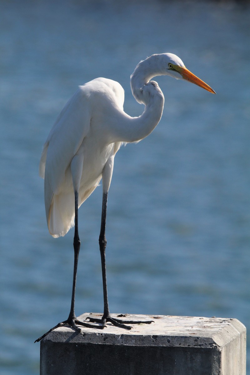 Great Egret - ML384786521