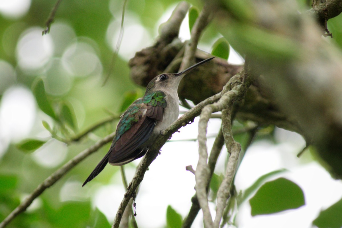 kolibřík klínoocasý - ML384787301