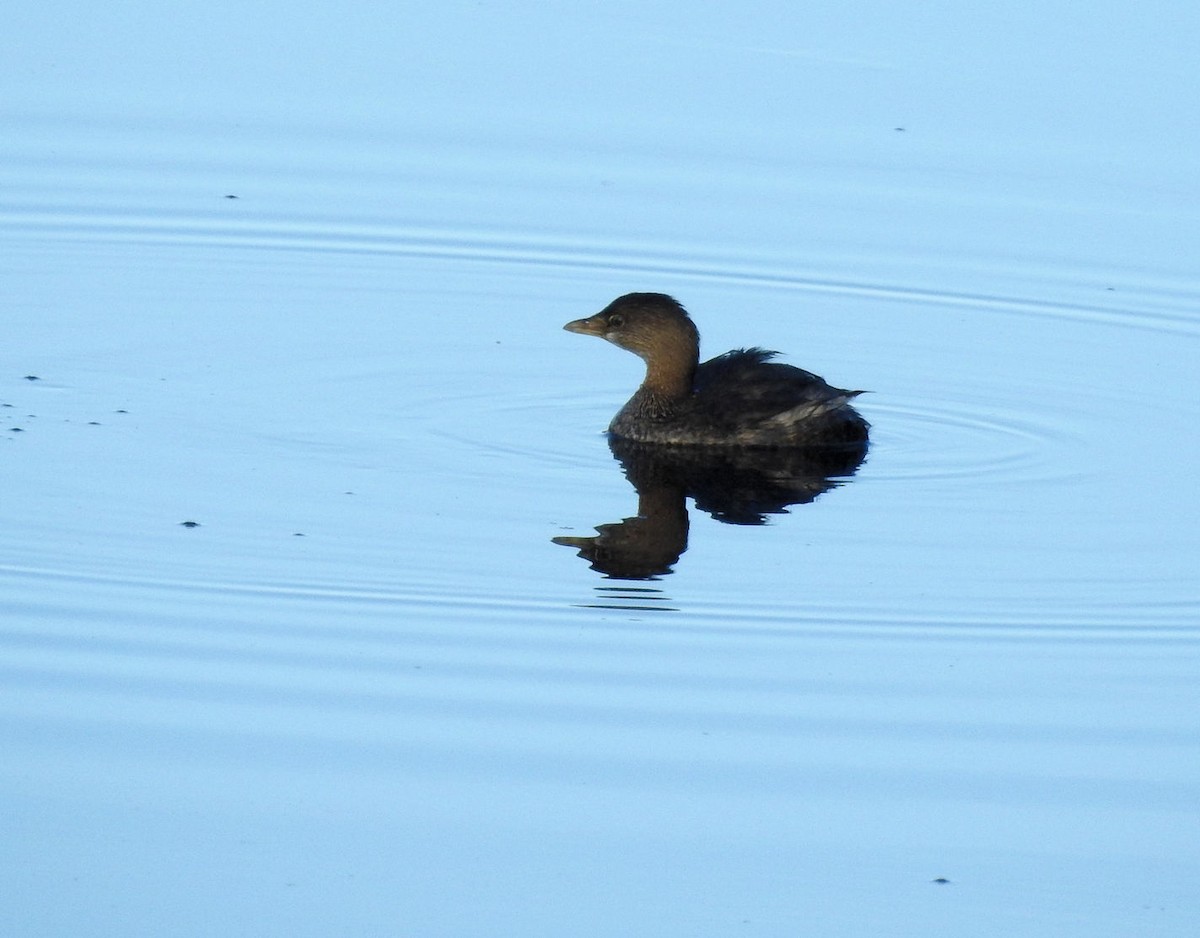 Pied-billed Grebe - Carolyn Longworth