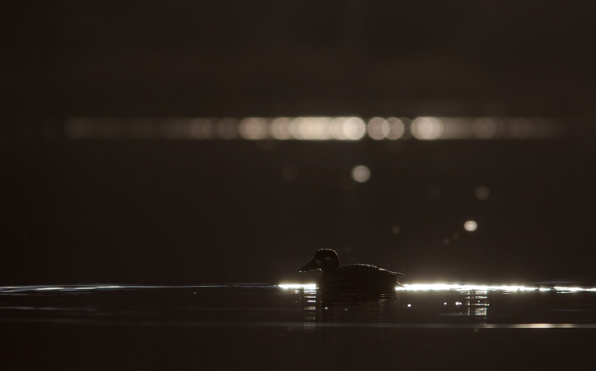 Surf Scoter - Justin Saunders