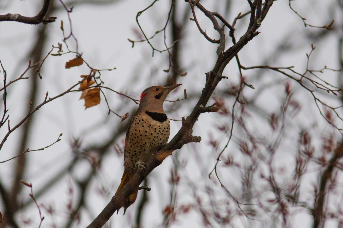Northern Flicker (Yellow-shafted) - ML384788171