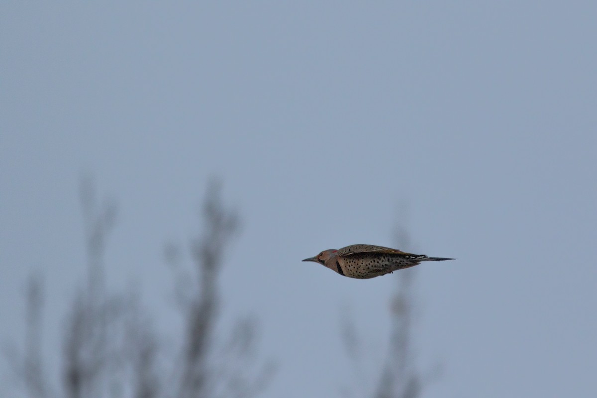 Northern Flicker (Yellow-shafted) - ML384788181