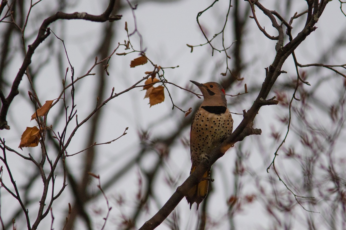 Northern Flicker (Yellow-shafted) - ML384788221