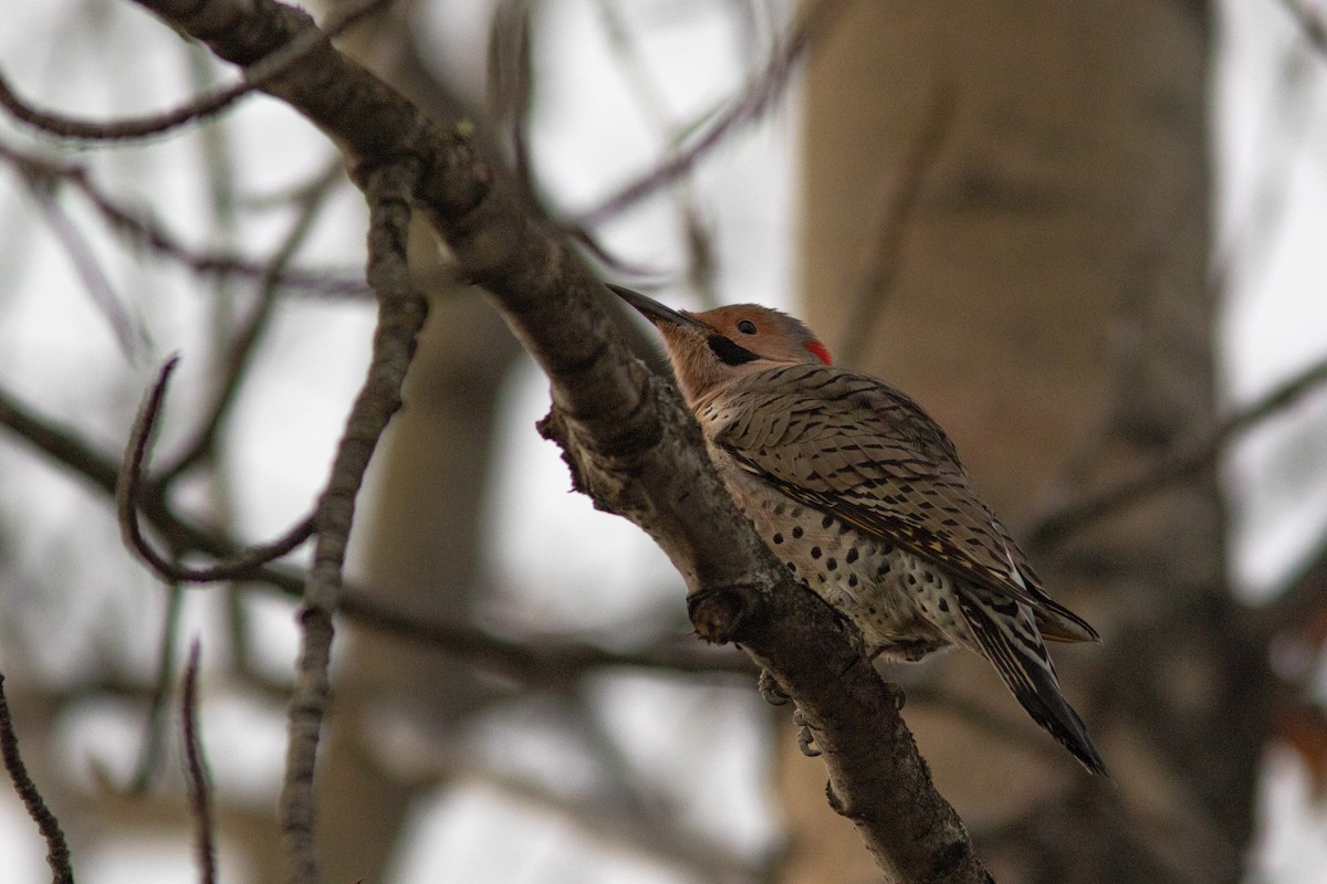 Northern Flicker (Yellow-shafted) - ML384788311