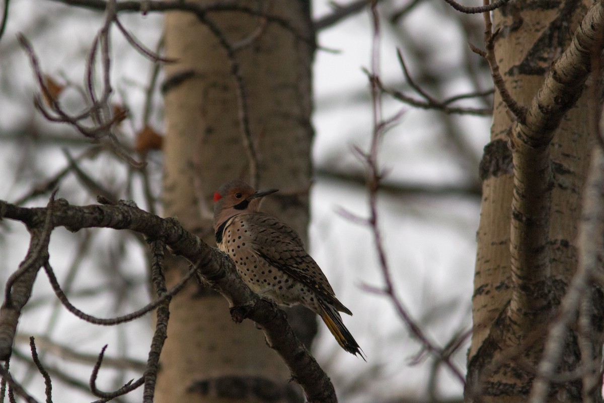 Northern Flicker (Yellow-shafted) - ML384788321