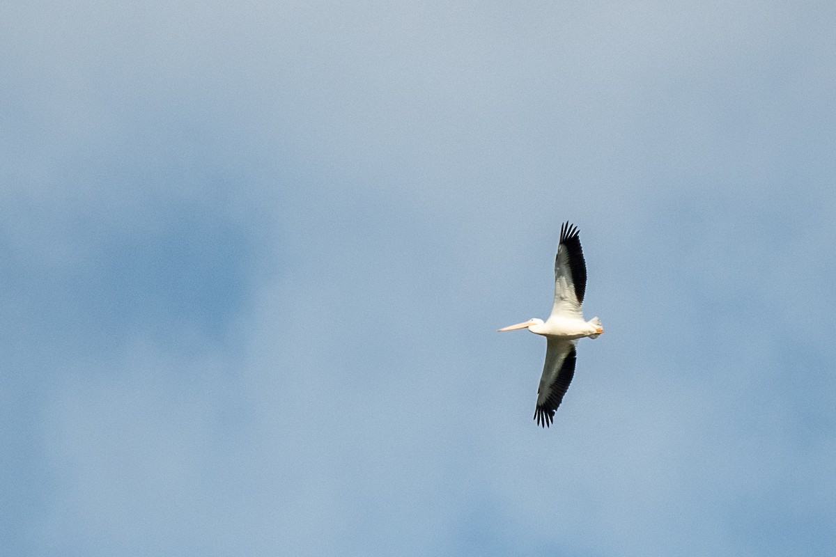 American White Pelican - ML384790311