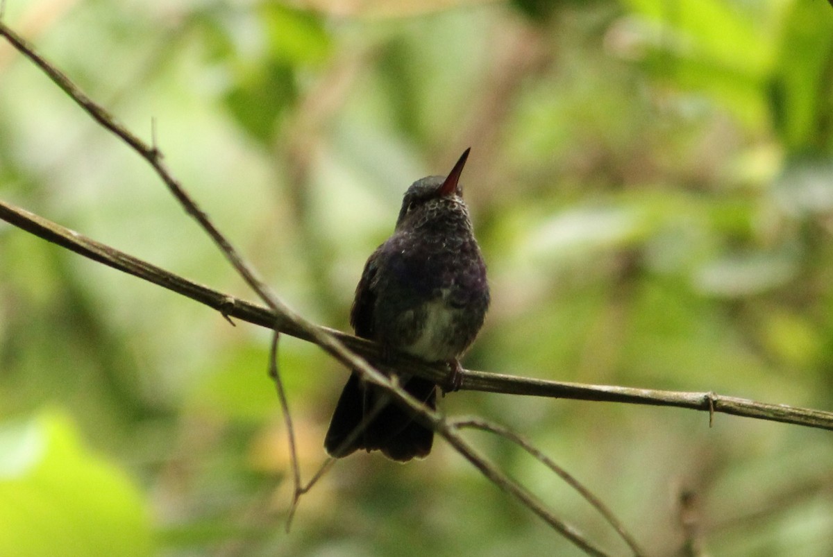 kolibřík safírový - ML384790321