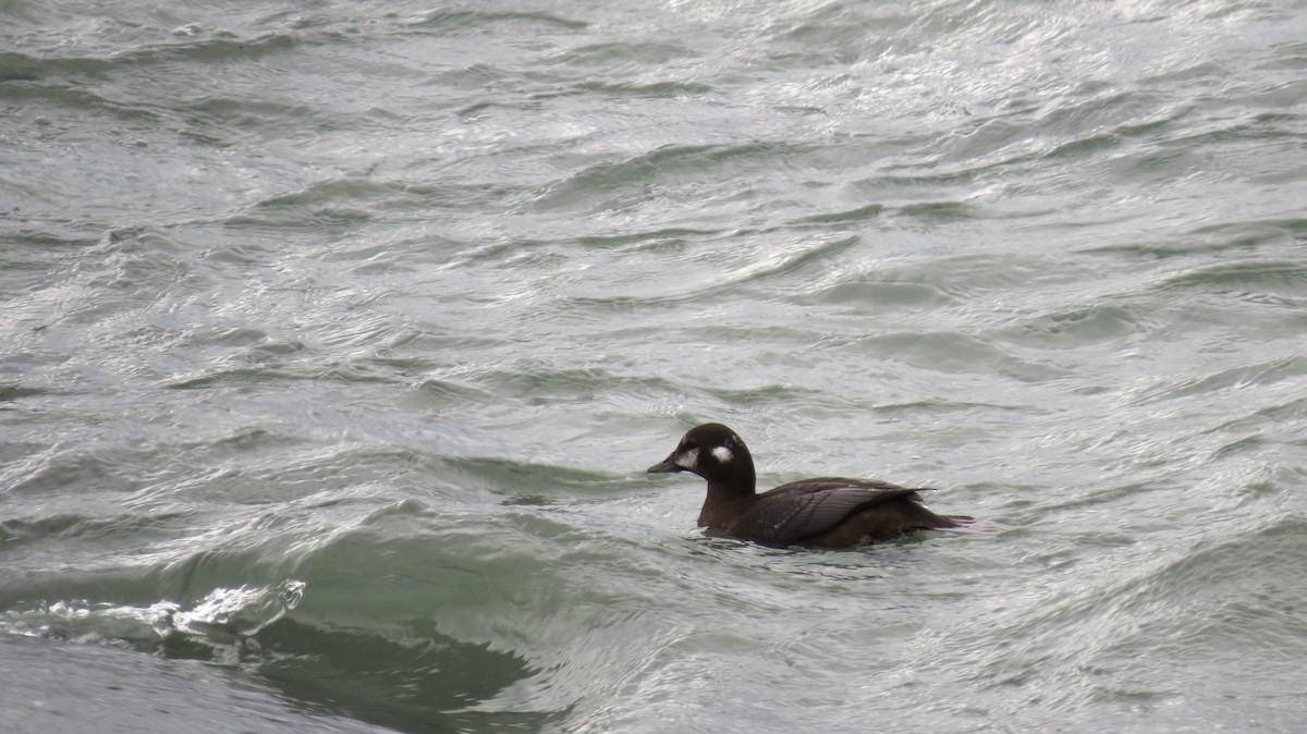 Harlequin Duck - Diana Werezak