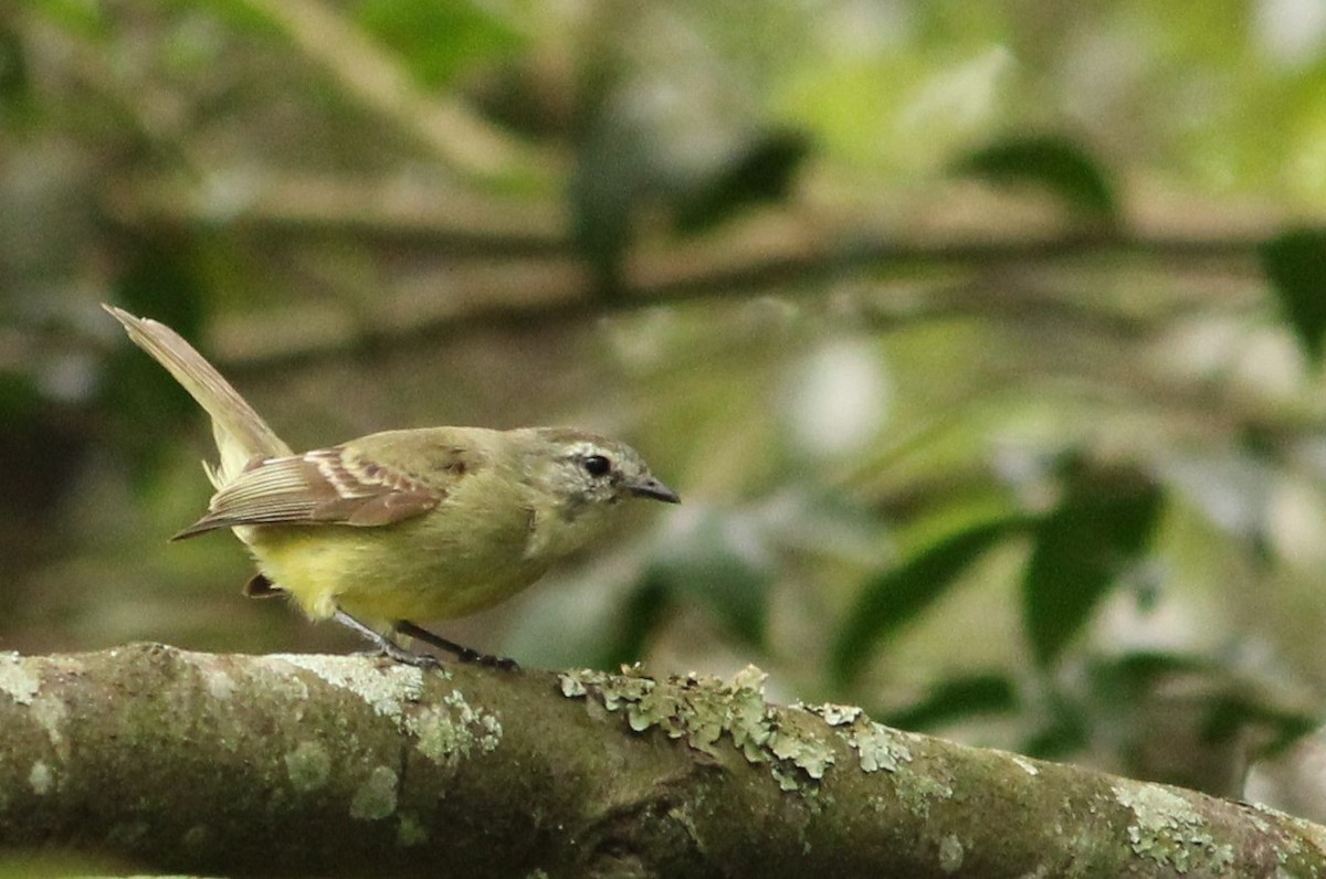 Planalto Tyrannulet - ML384791761