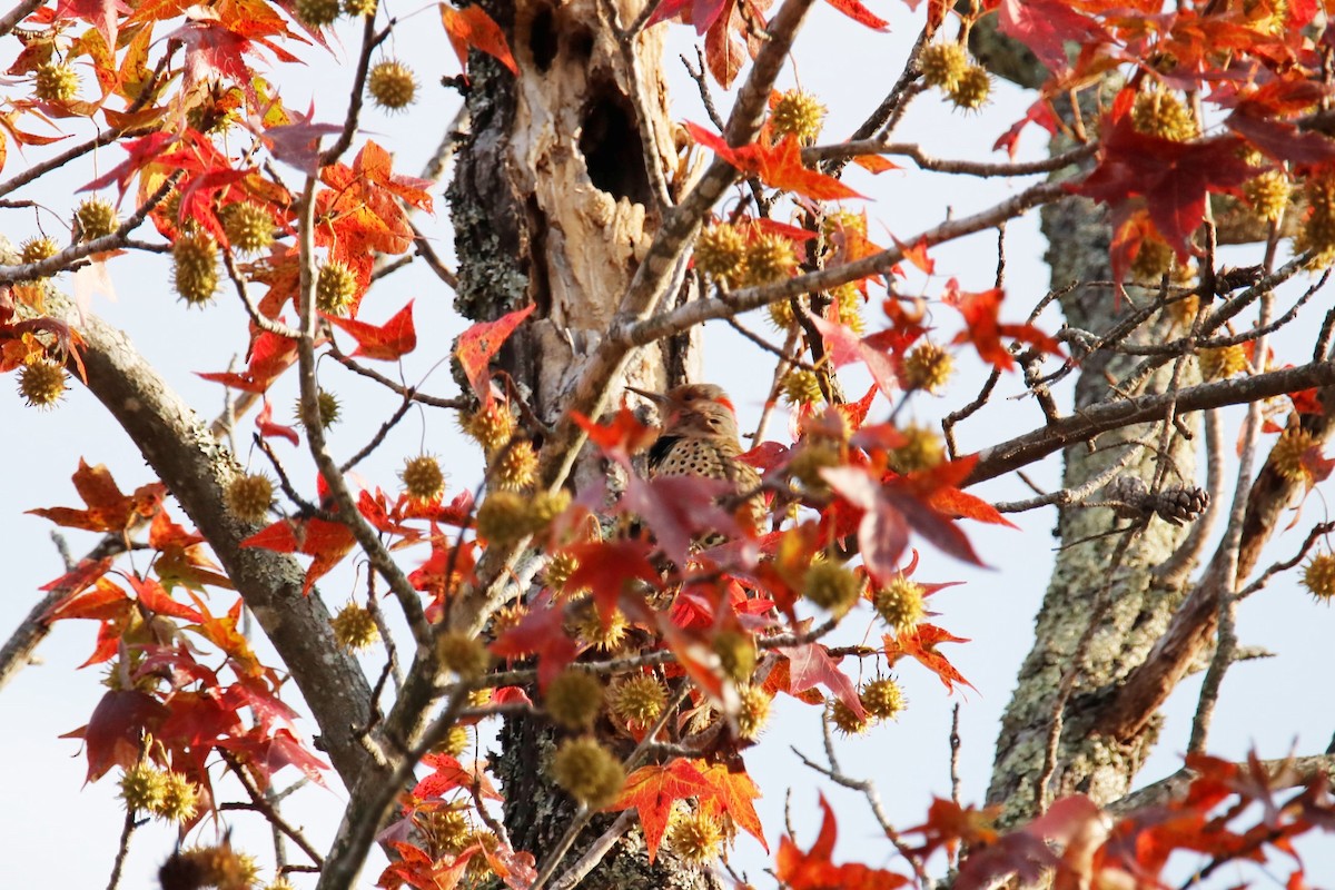 Northern Flicker - ML384791801