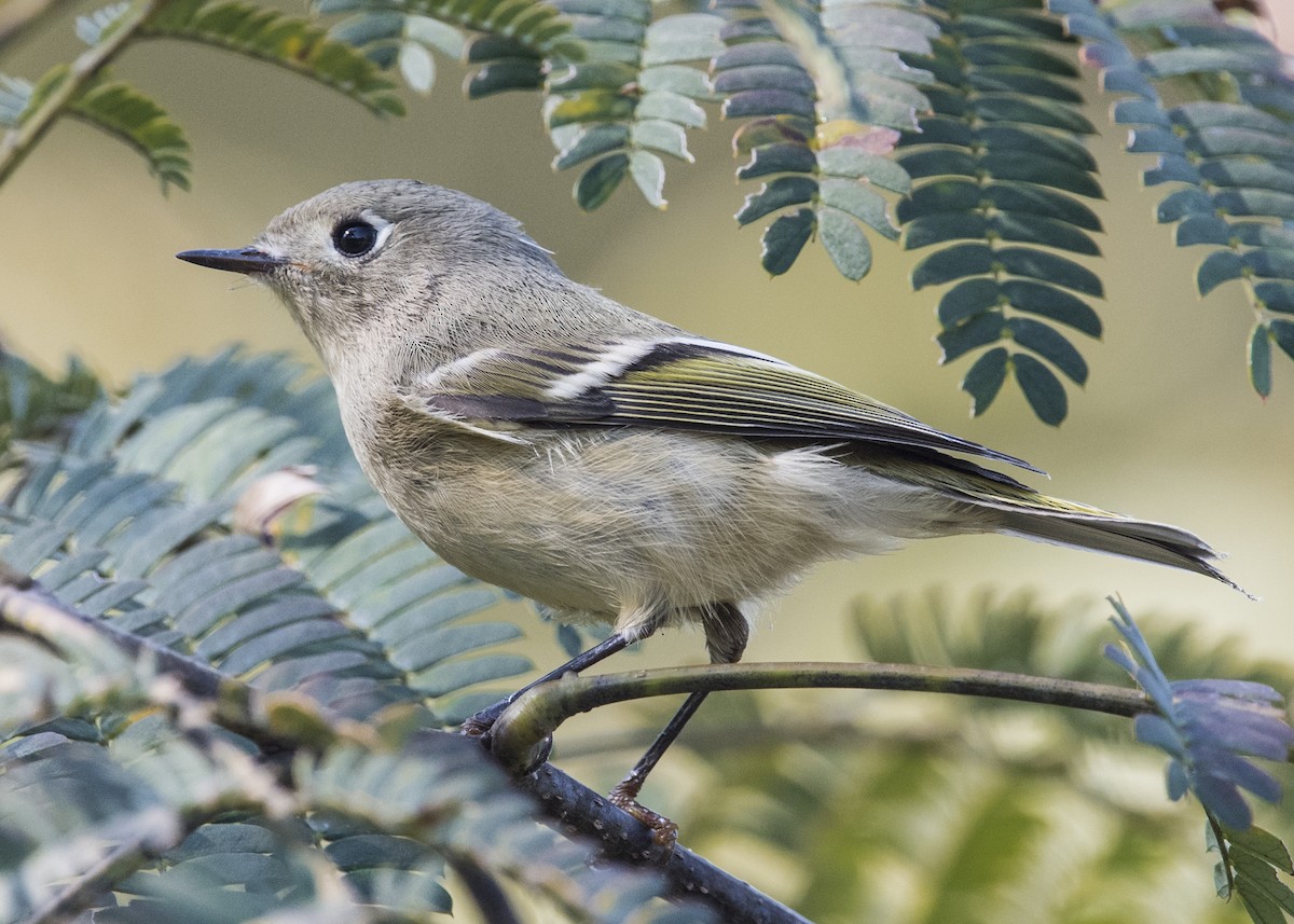 Ruby-crowned Kinglet - Michael Linz