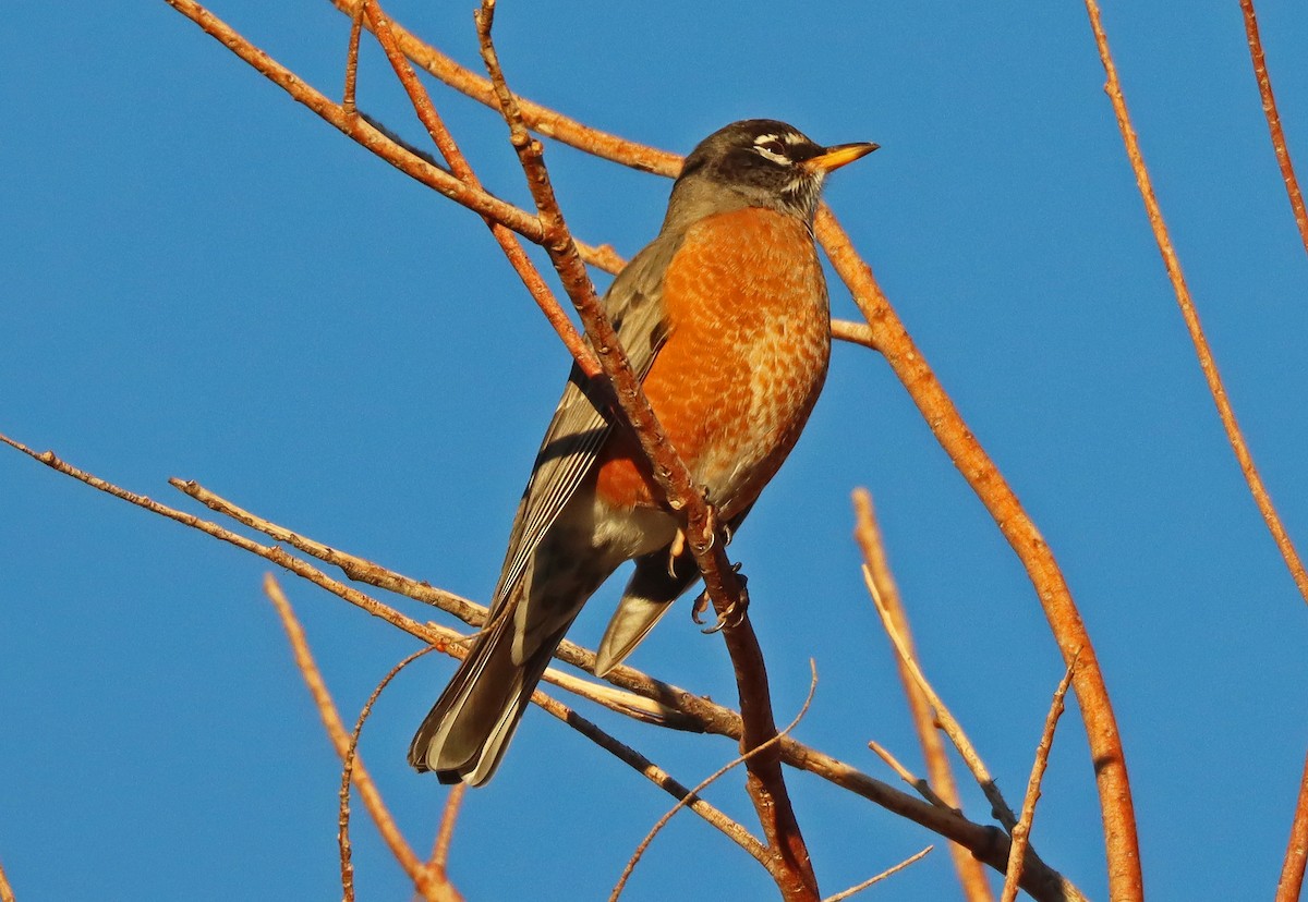 קיכלי נודד - ML384793961