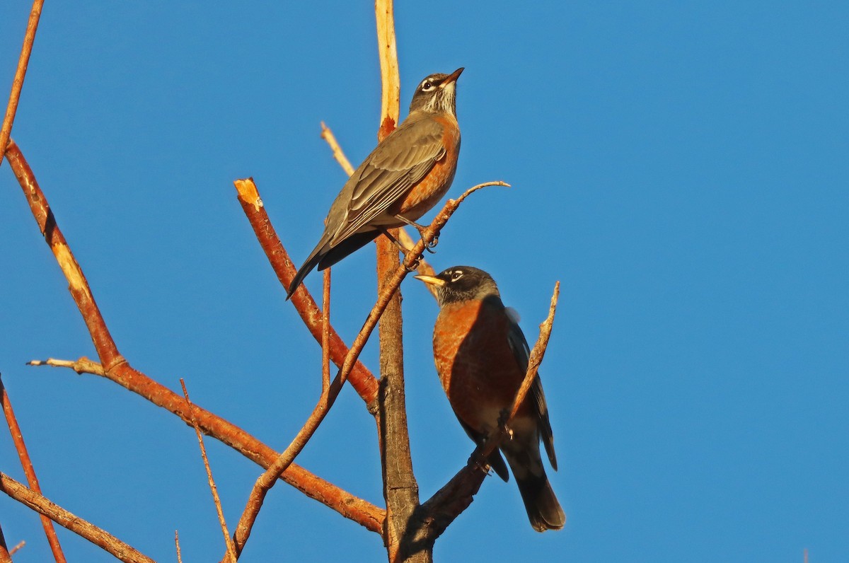 American Robin - ML384794081