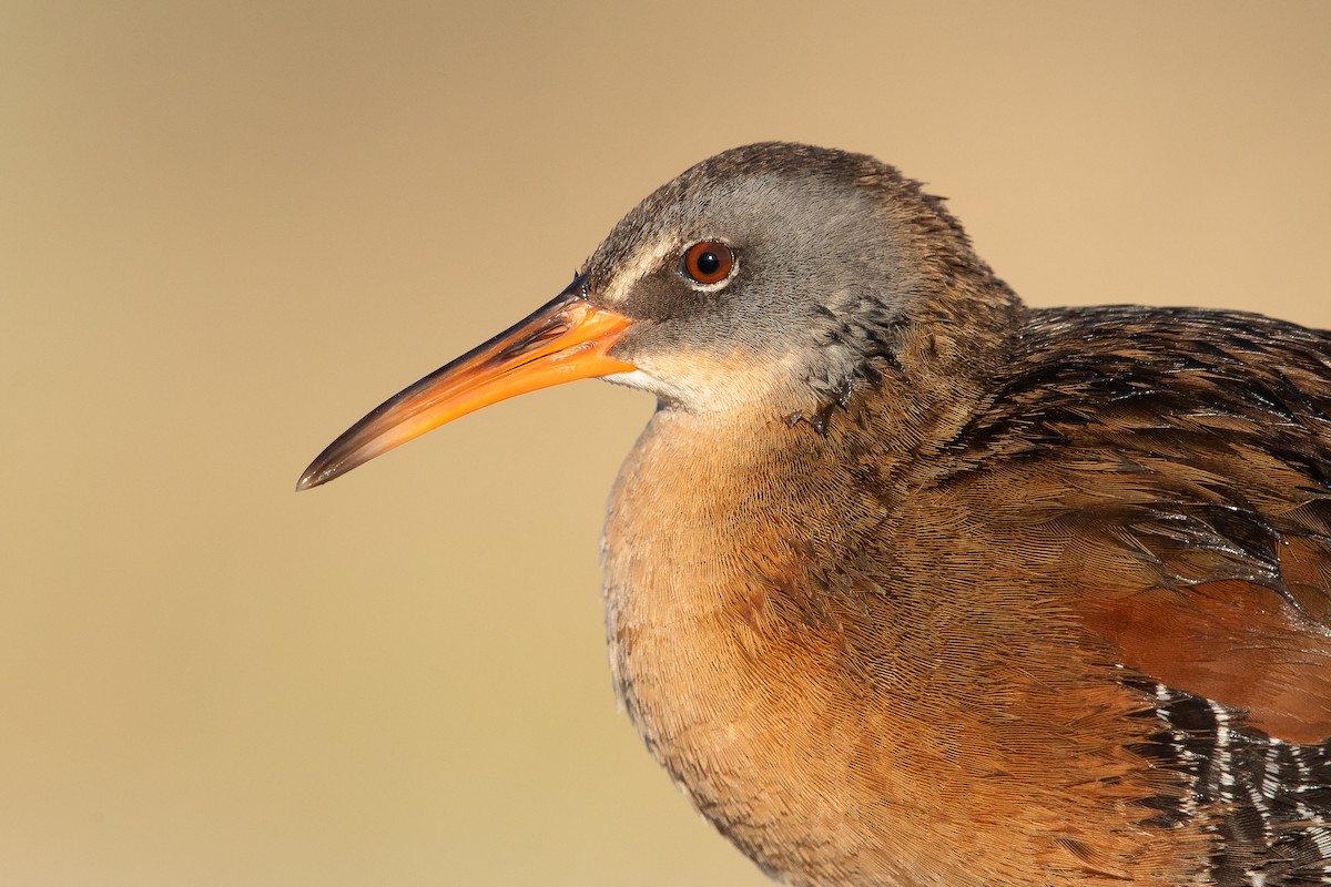 Virginia Rail - Dorian Anderson