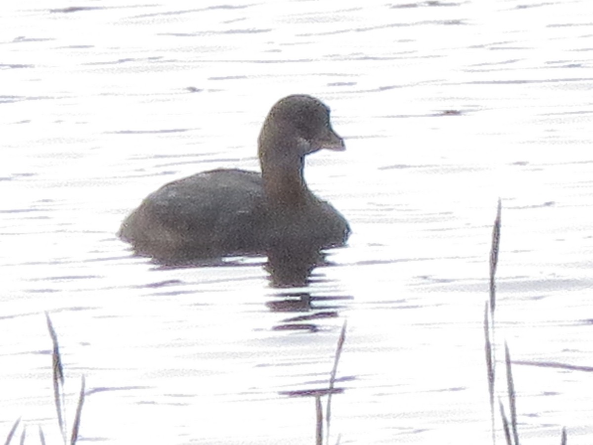 Pied-billed Grebe - ML384794321