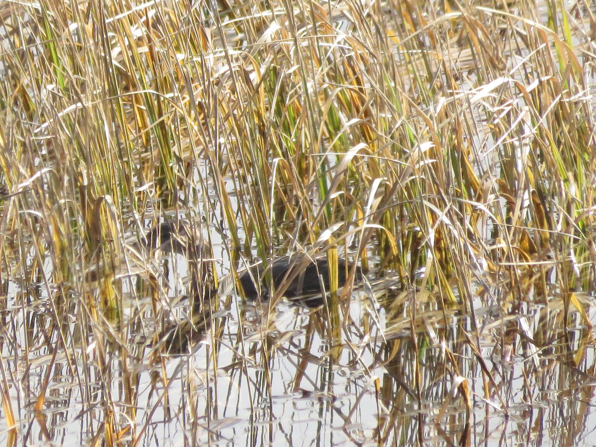 Pied-billed Grebe - ML384794341