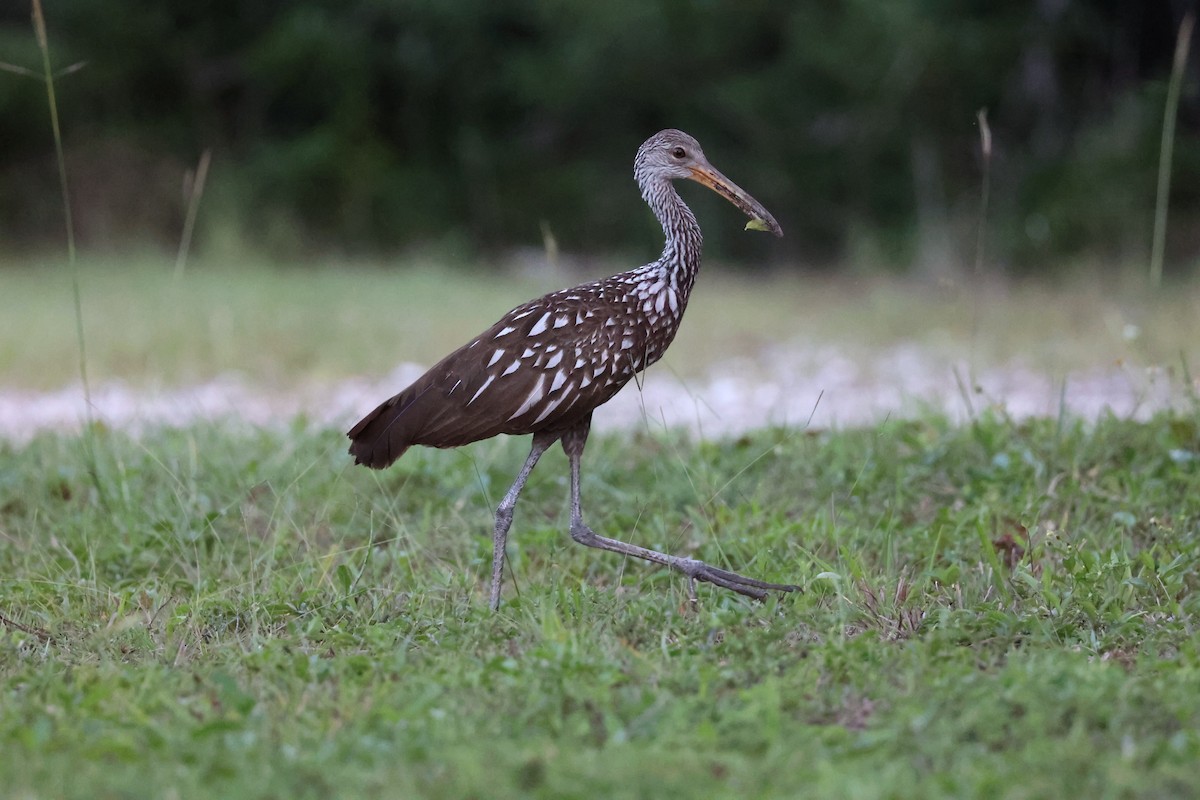 Limpkin - ML384801011