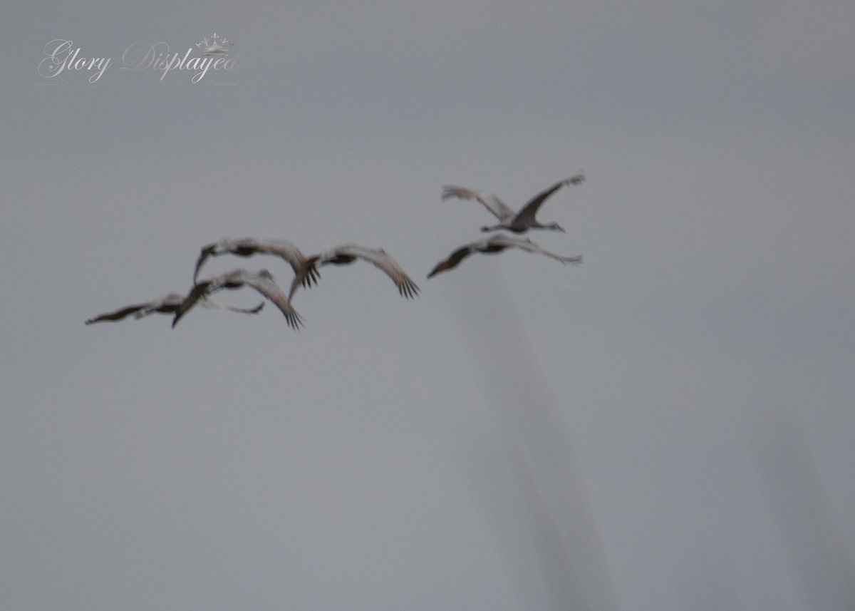 Sandhill Crane - ML384802151